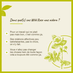 Fleurs de Bach Wild Rose n°37 - 20ml